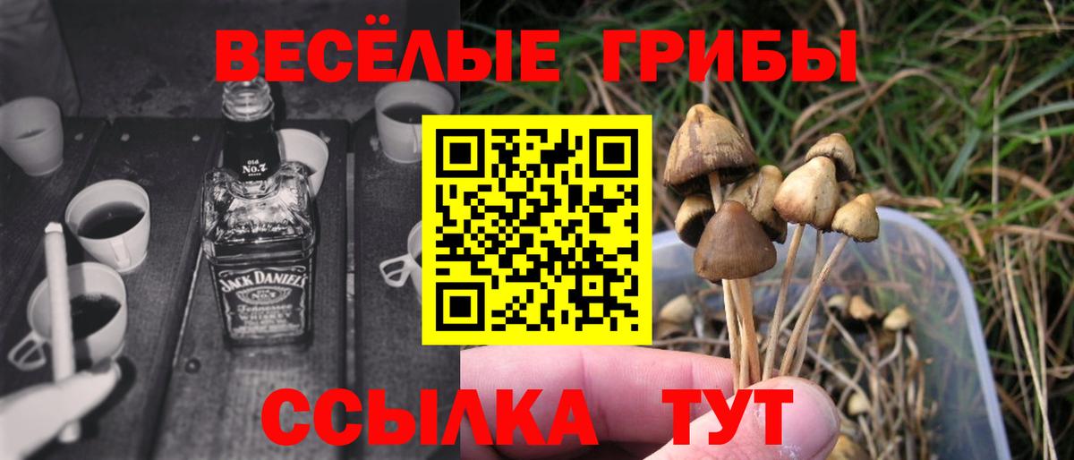 Псилоцибиновые грибы Psilocybe  Вход с VPN  Новороссийск  Псилоцибиновые грибы Cubensis 